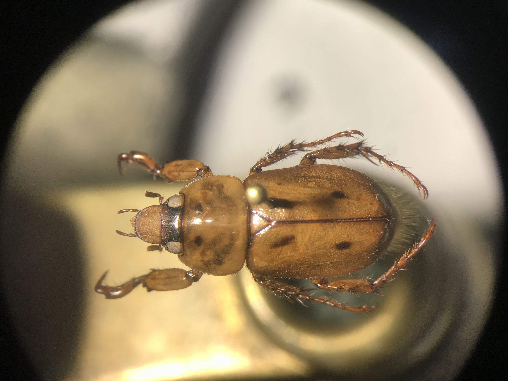 Cyclocephala discolor