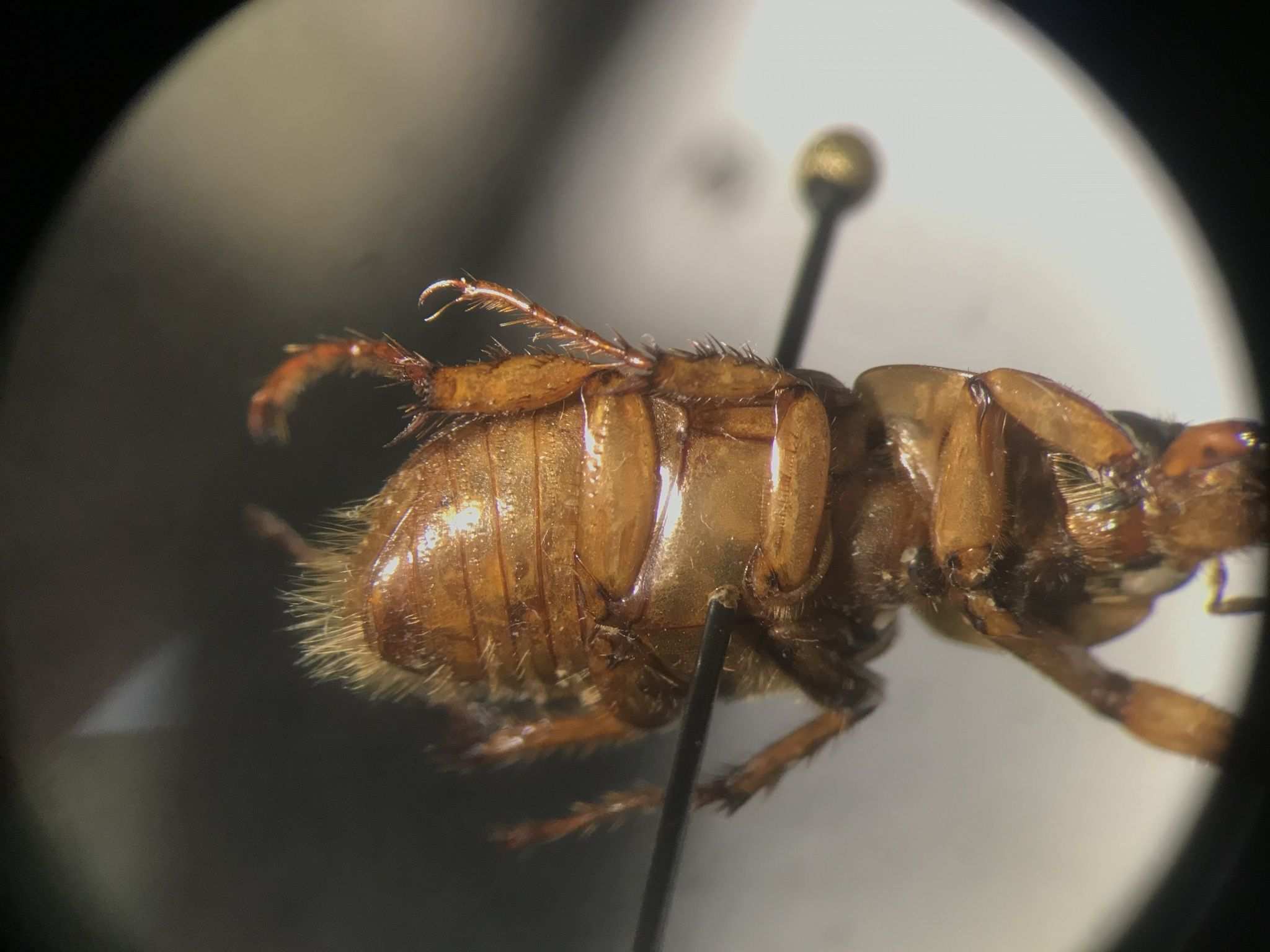 Cyclocephala discolor
