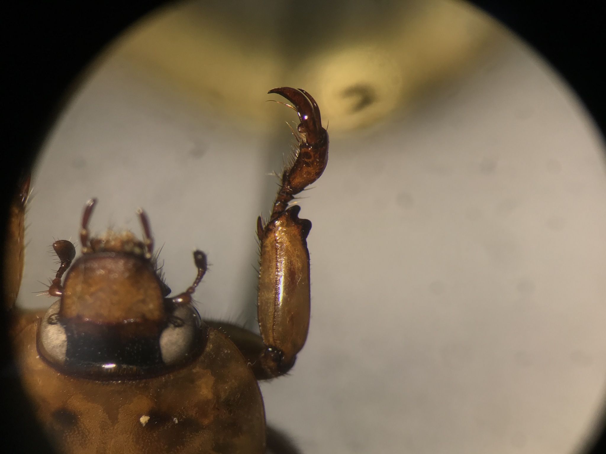 Cyclocephala discolor