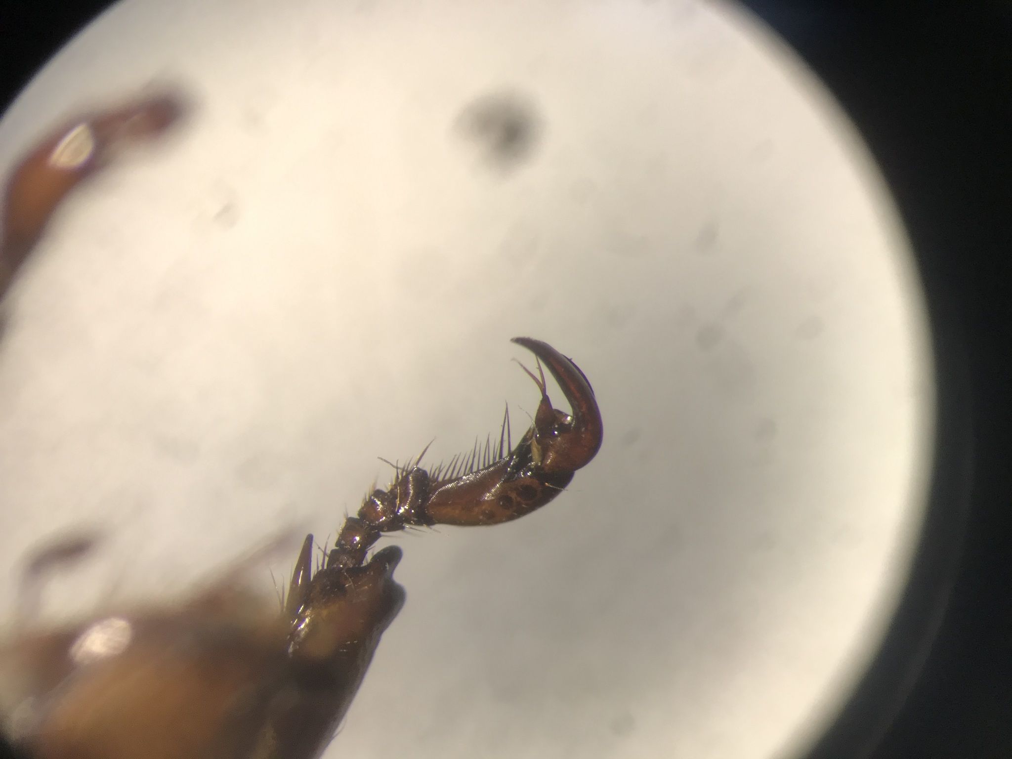 Cyclocephala discolor