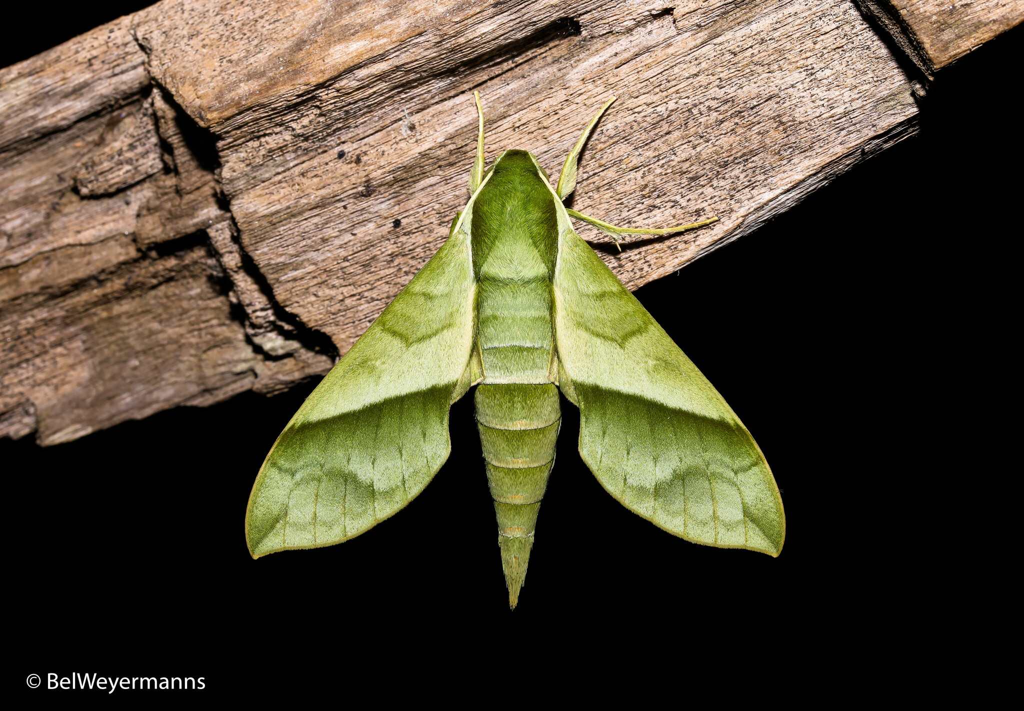 Xylophanes tyndarus