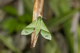 Xylophanes tyndarus