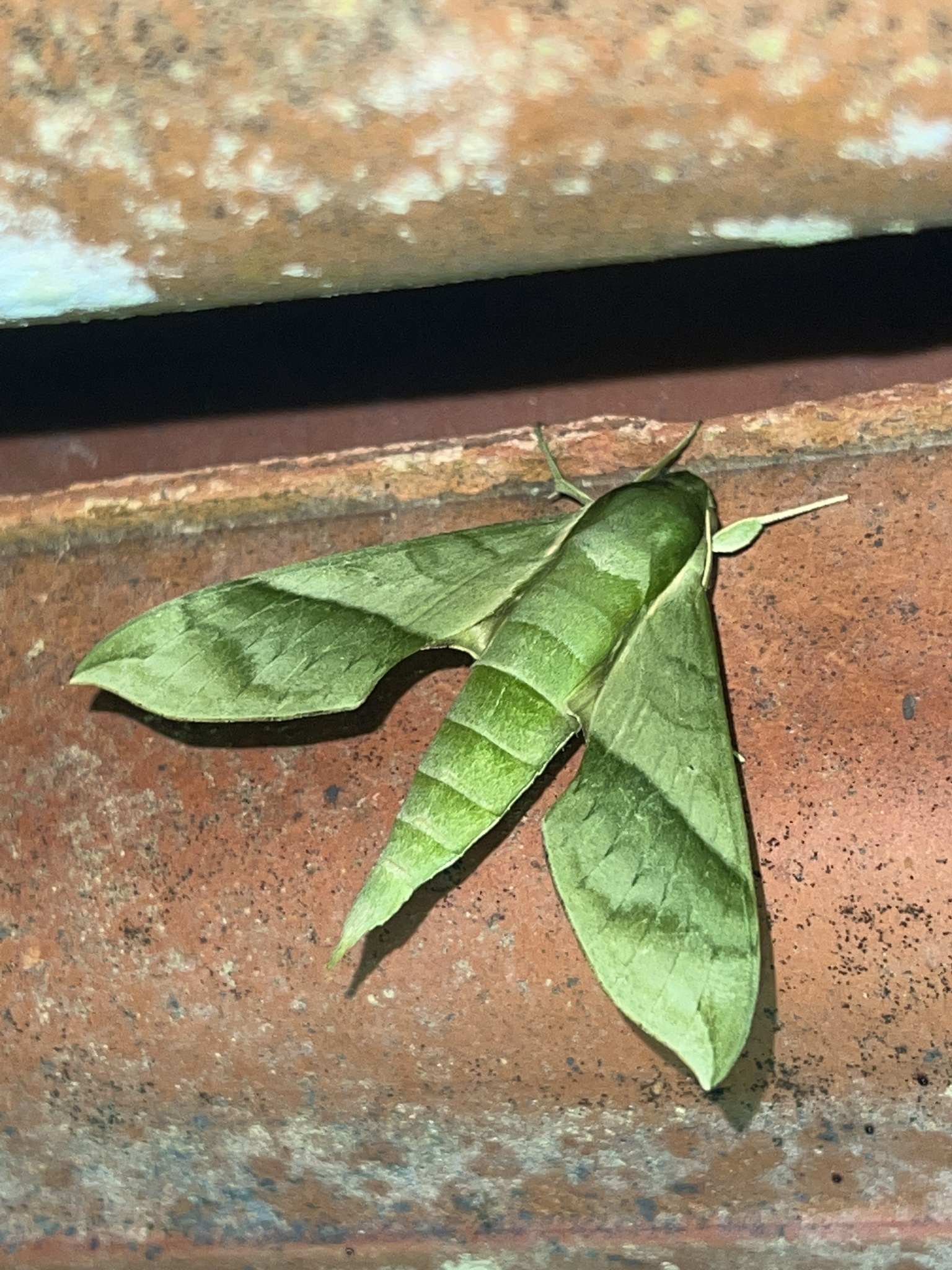 Xylophanes tyndarus