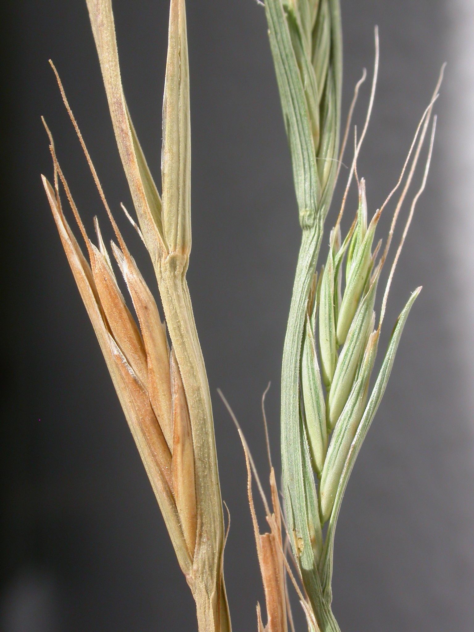 Lolium persicum