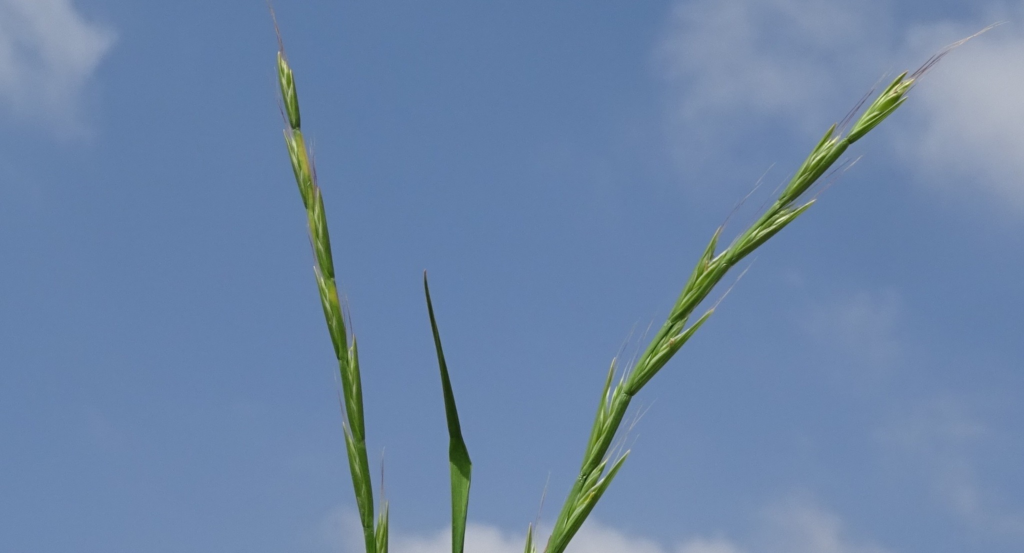 Lolium persicum