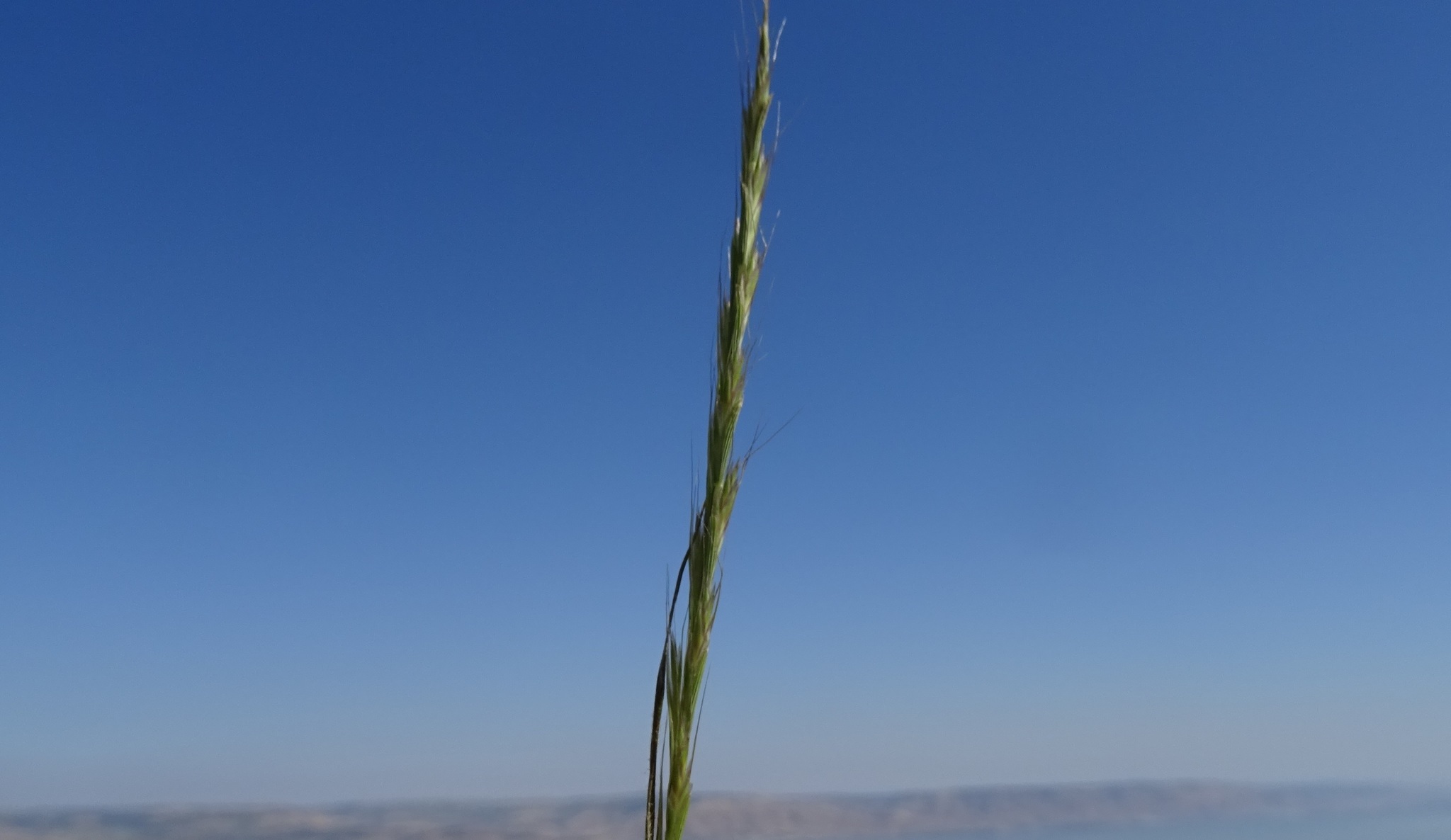 Lolium persicum