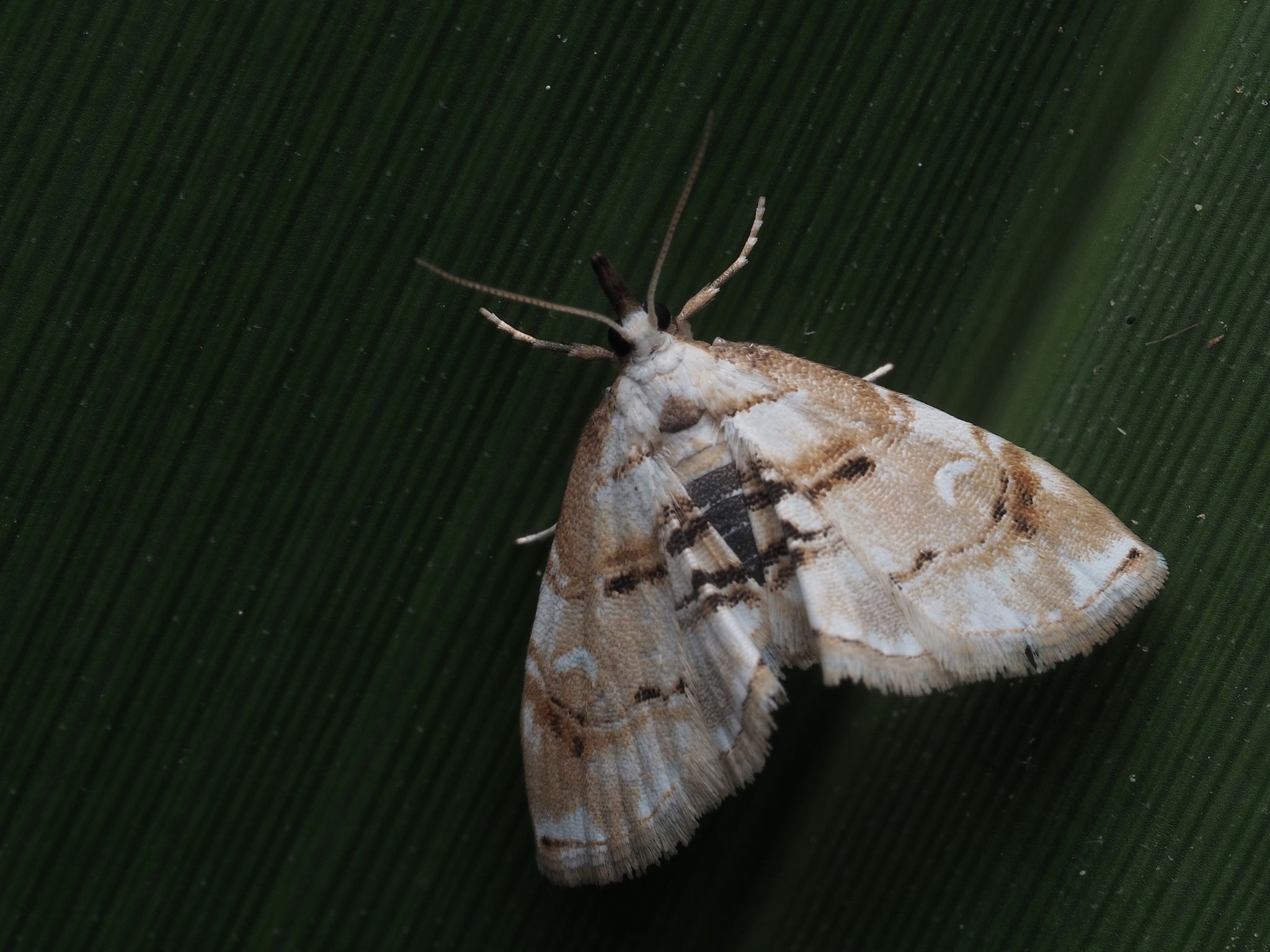 Hendecasis