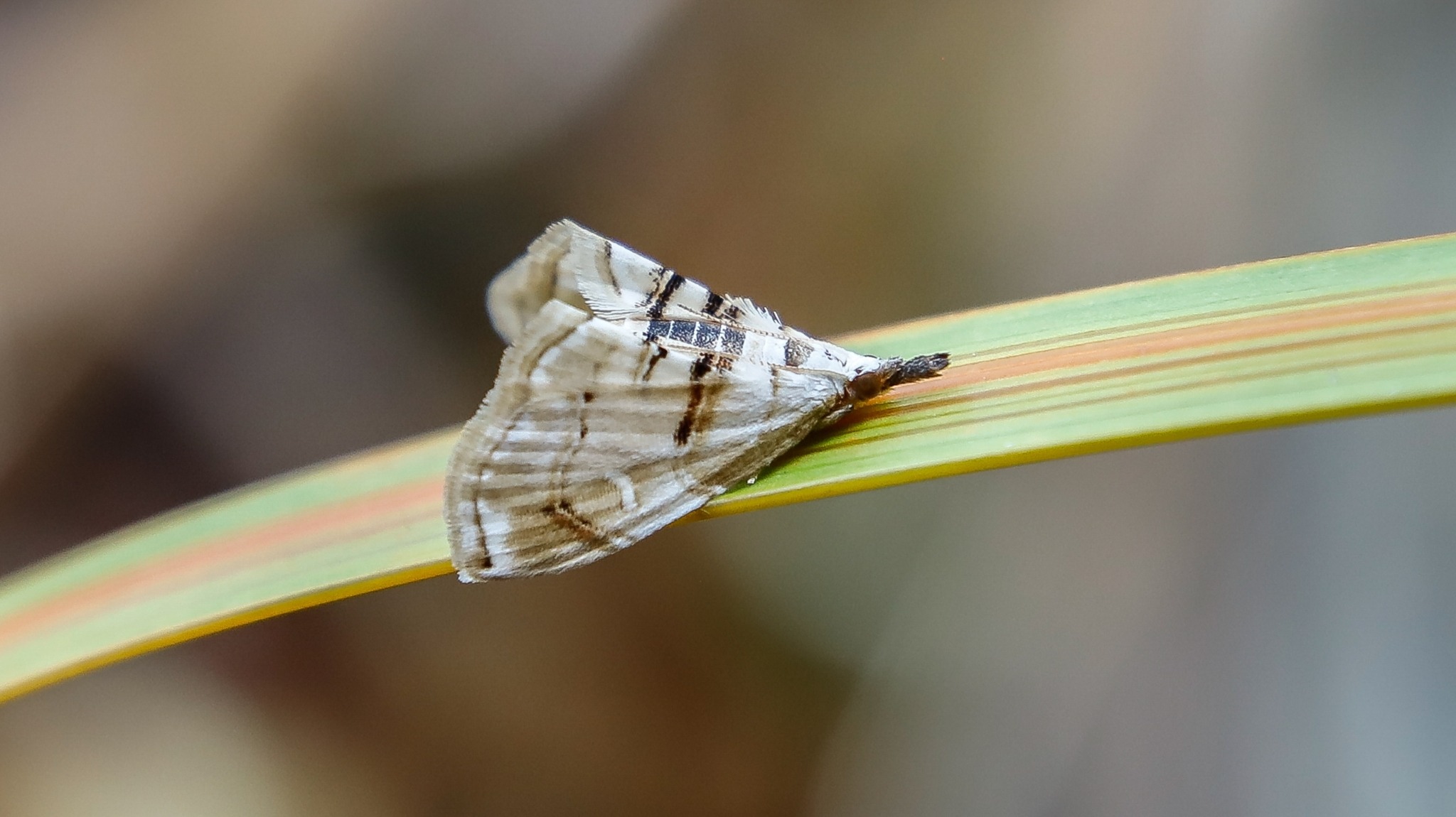 Hendecasis