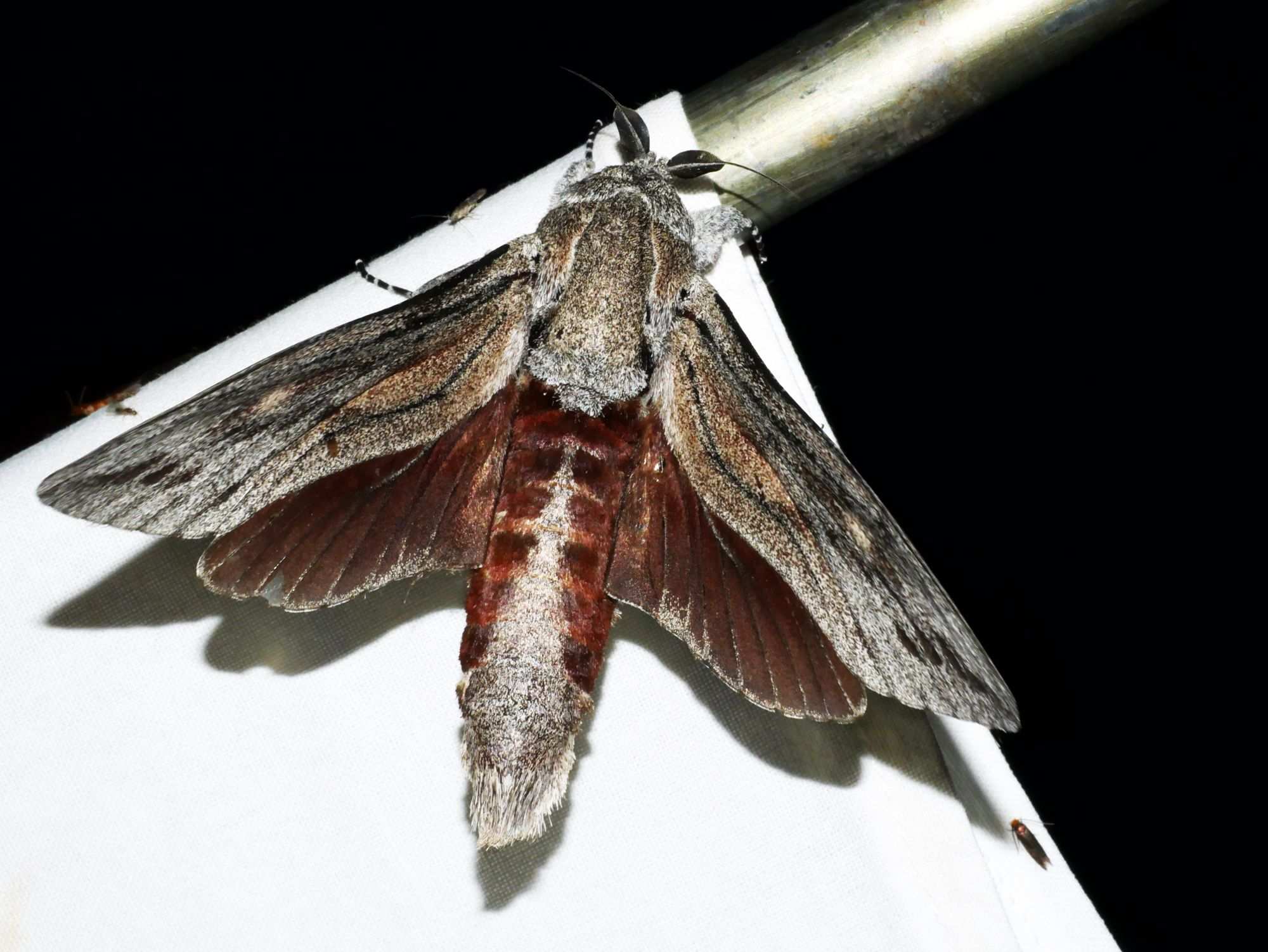 Endoxyla magnifica