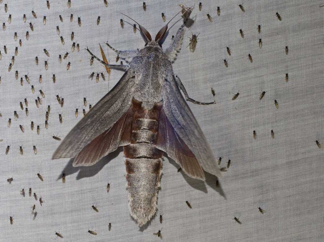 Endoxyla magnifica