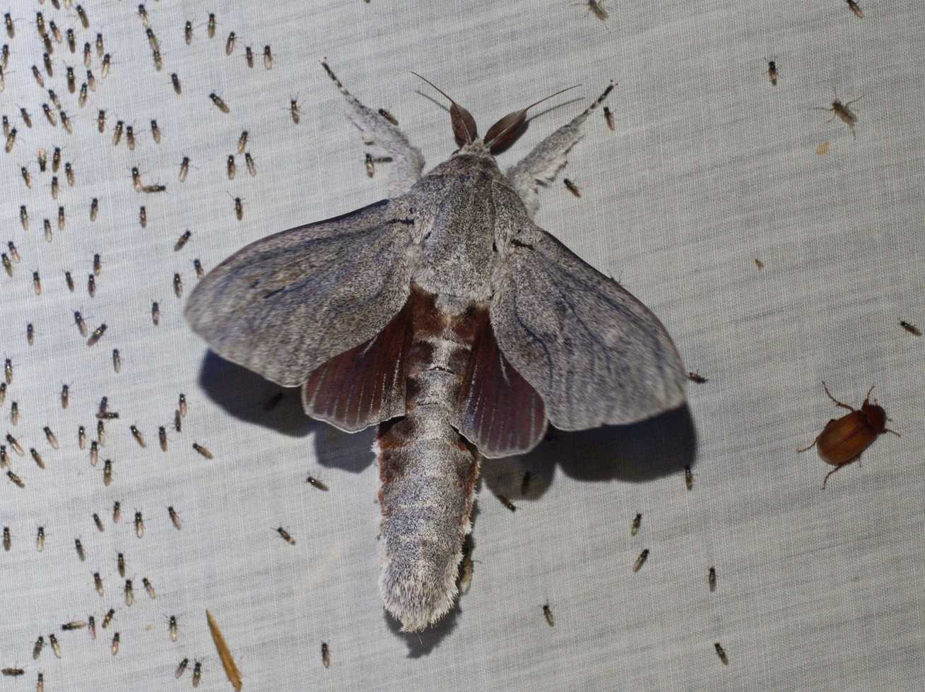 Endoxyla magnifica