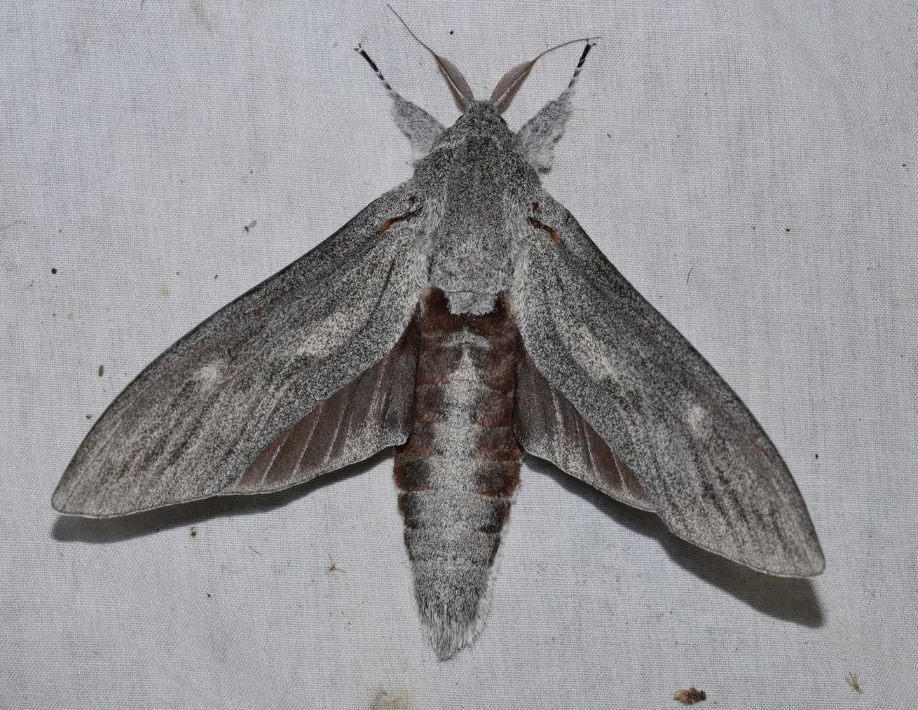 Endoxyla magnifica