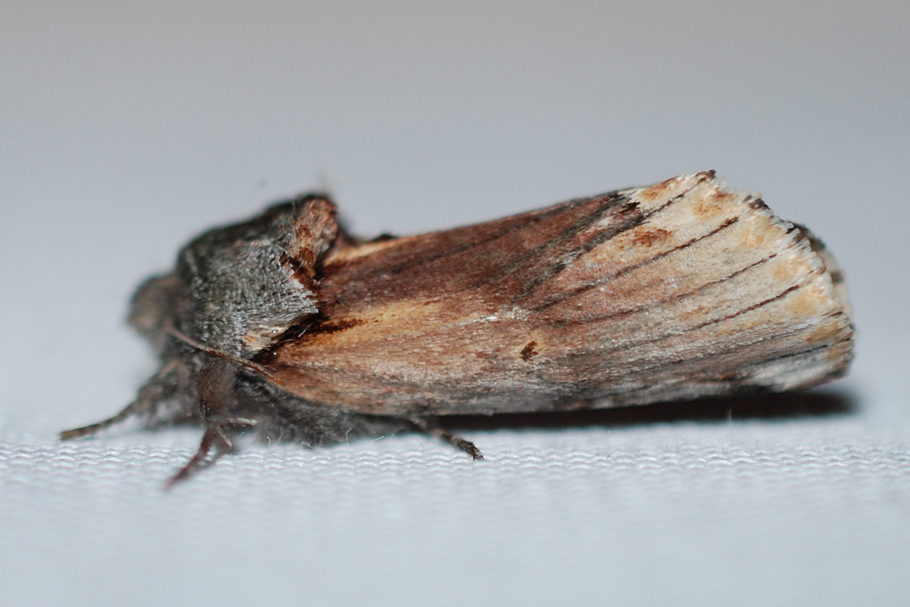 Schizura concinna