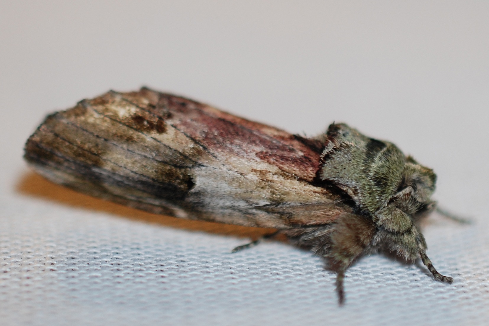 Schizura concinna