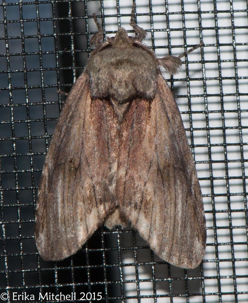 Schizura concinna