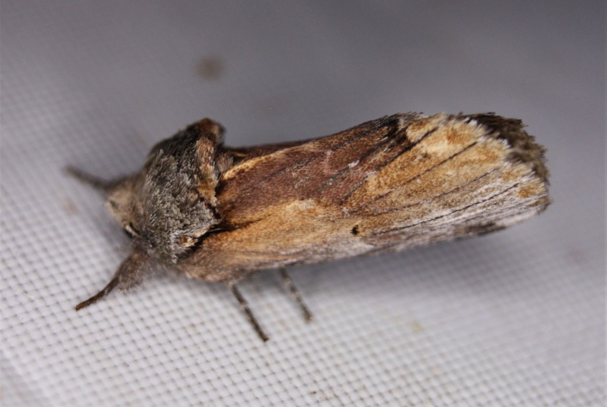 Schizura concinna