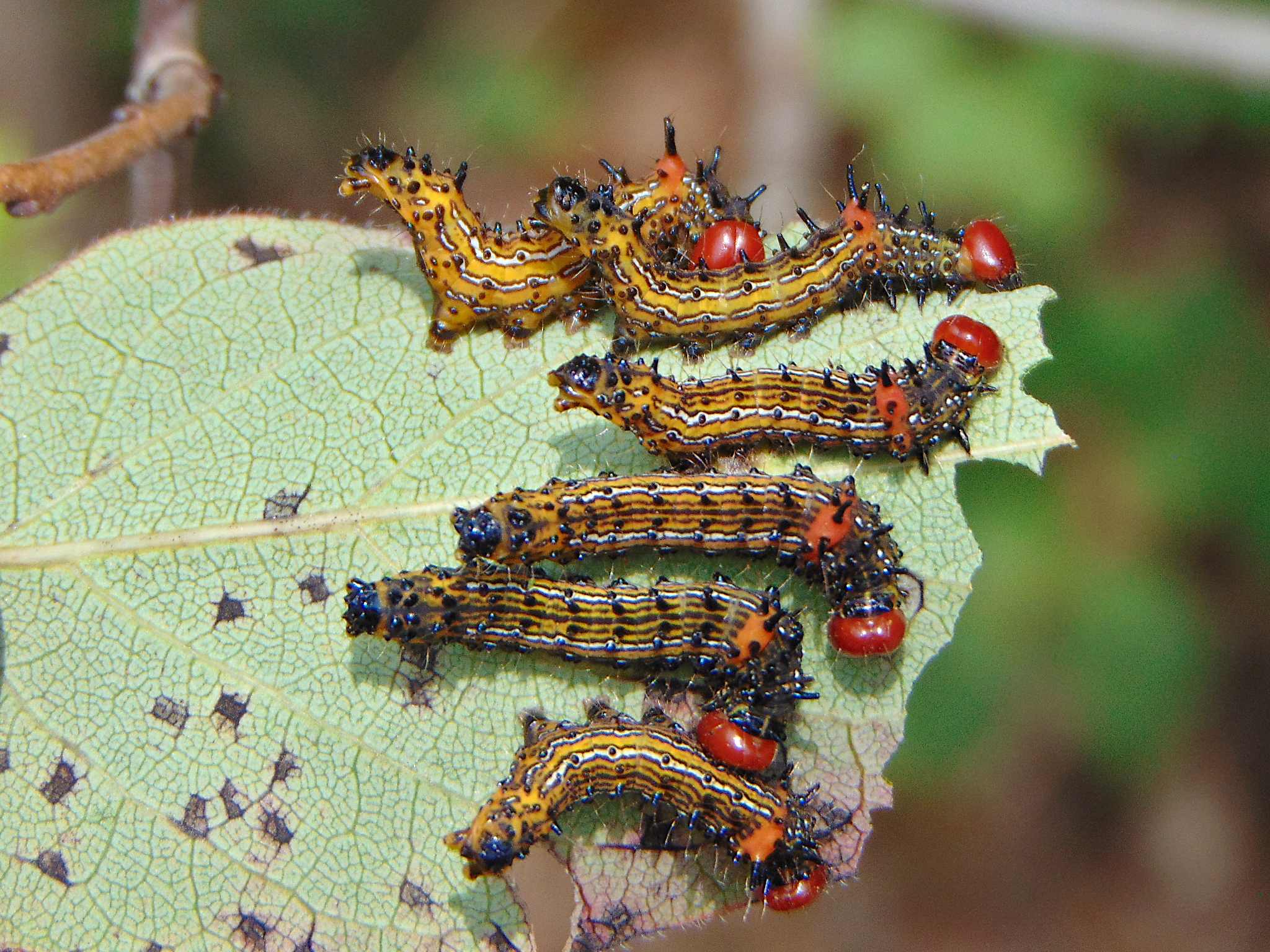 Schizura concinna