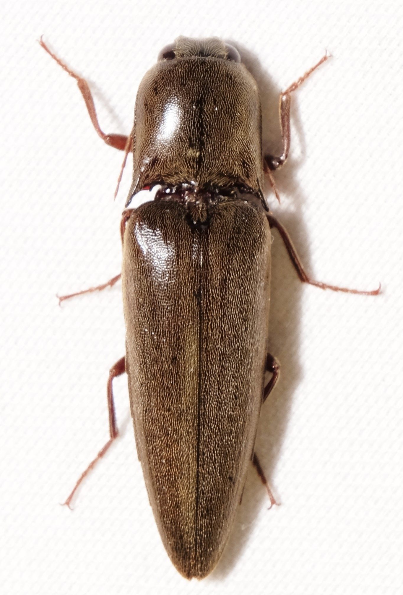 Orthostethus