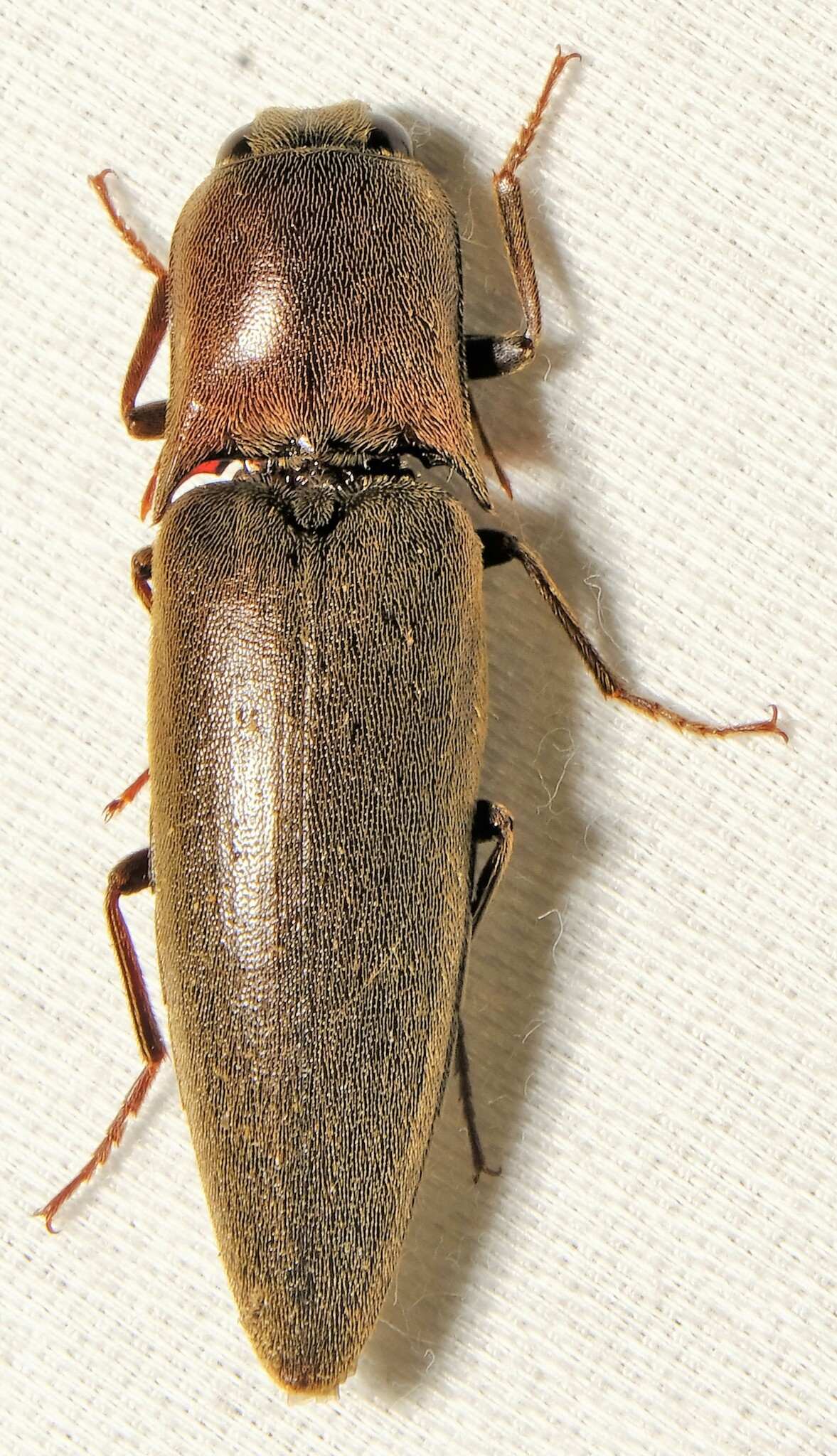Orthostethus
