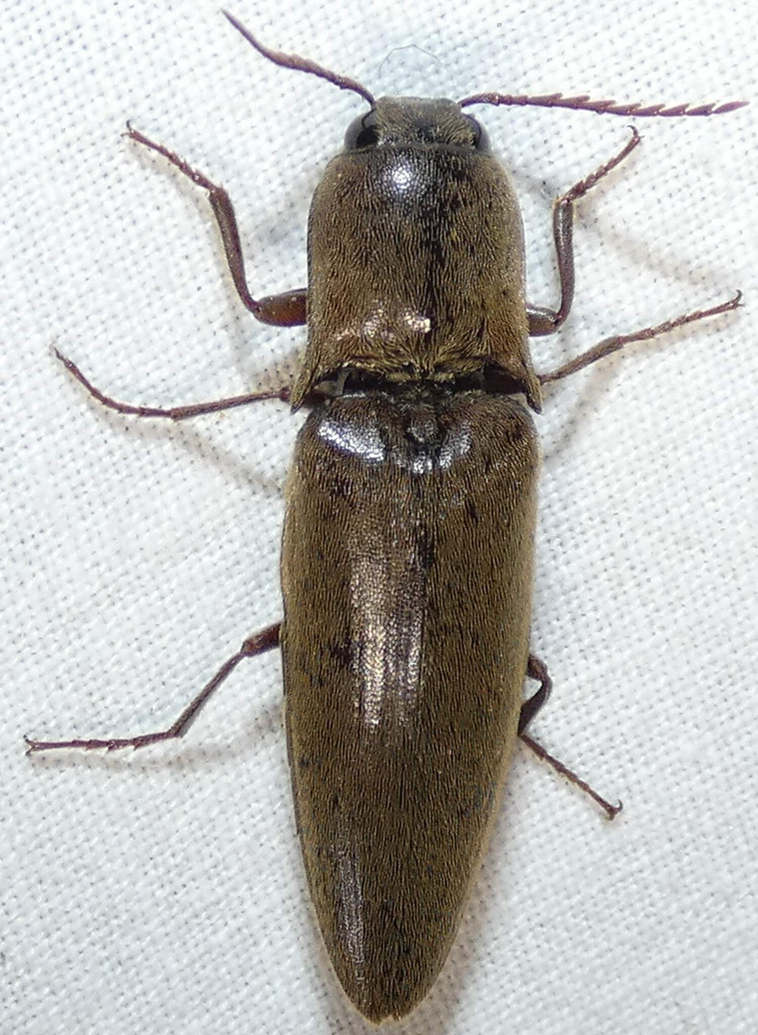 Orthostethus