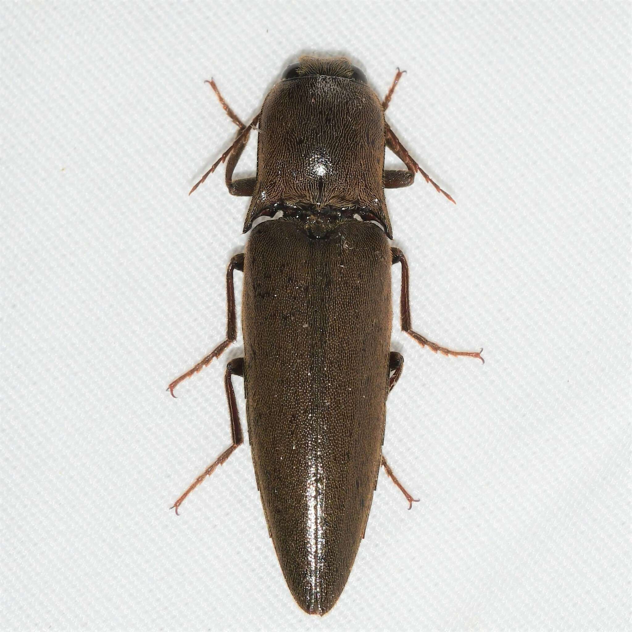Orthostethus
