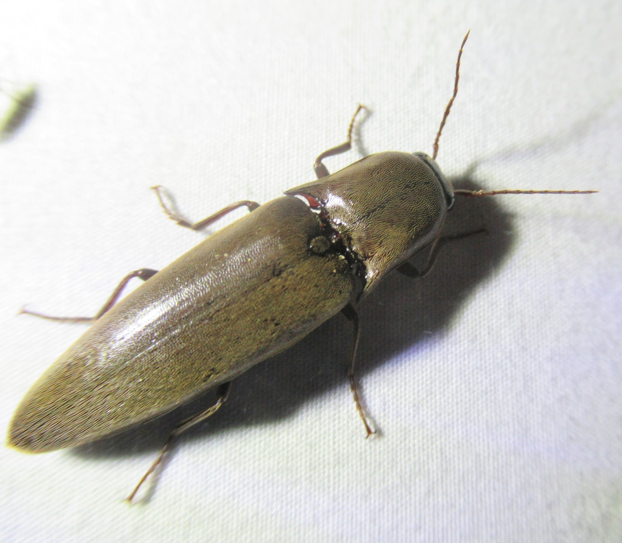 Orthostethus
