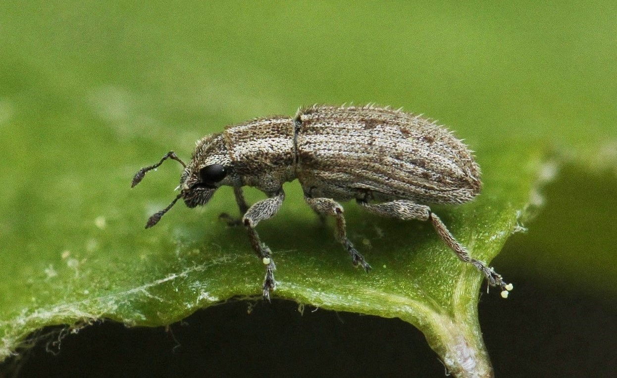 Sitona macularius