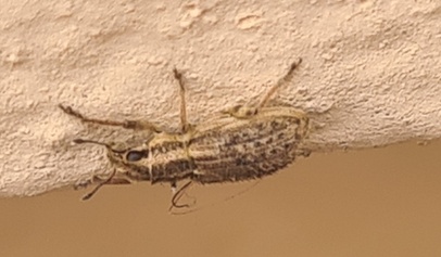 Sitona macularius