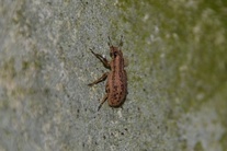 Sitona macularius