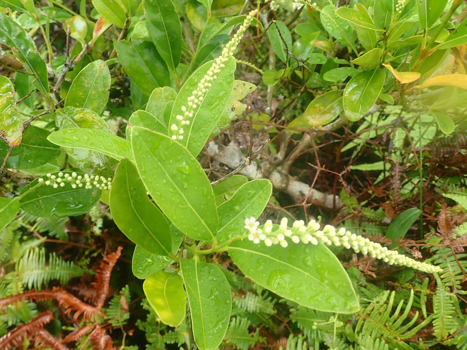 Citharexylum caudatum
