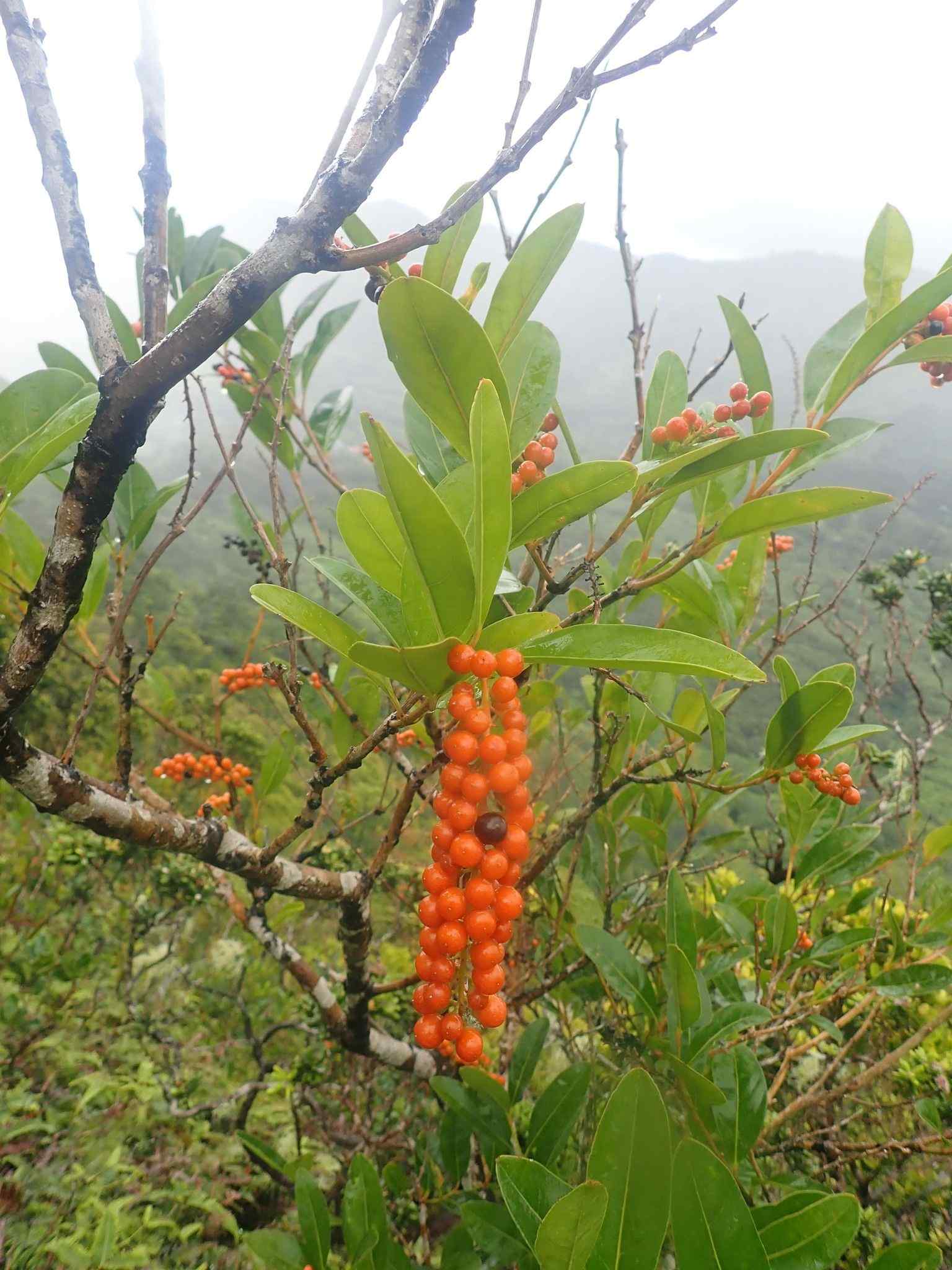 Citharexylum caudatum