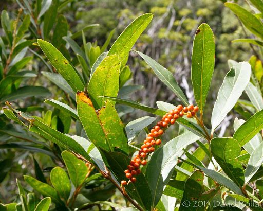 Citharexylum caudatum