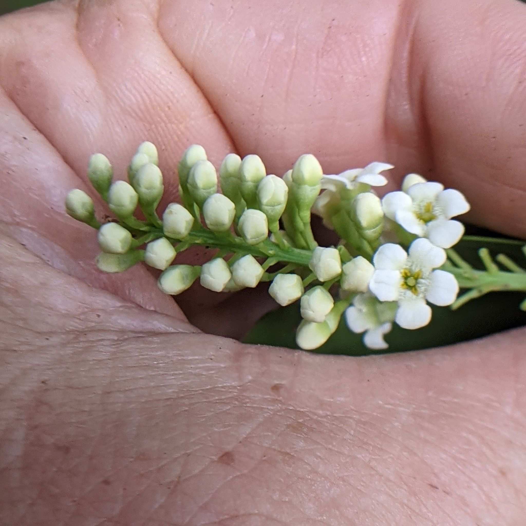 Citharexylum caudatum