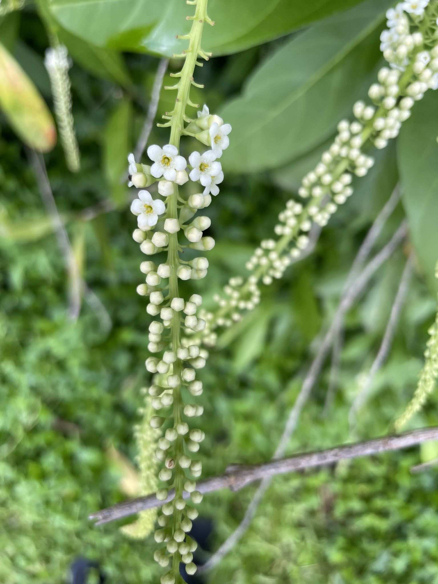 Citharexylum caudatum
