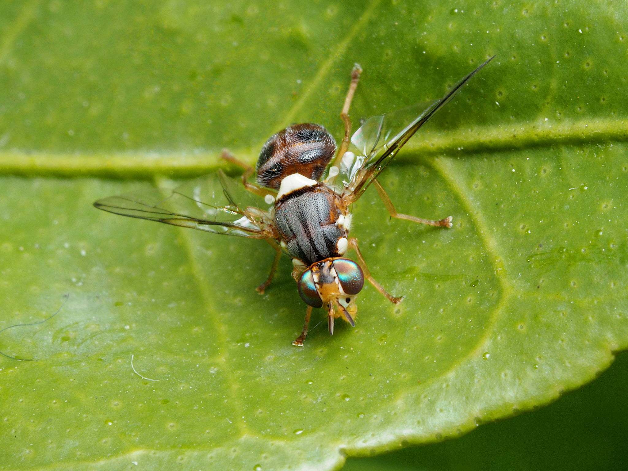 Bactrocera oleae