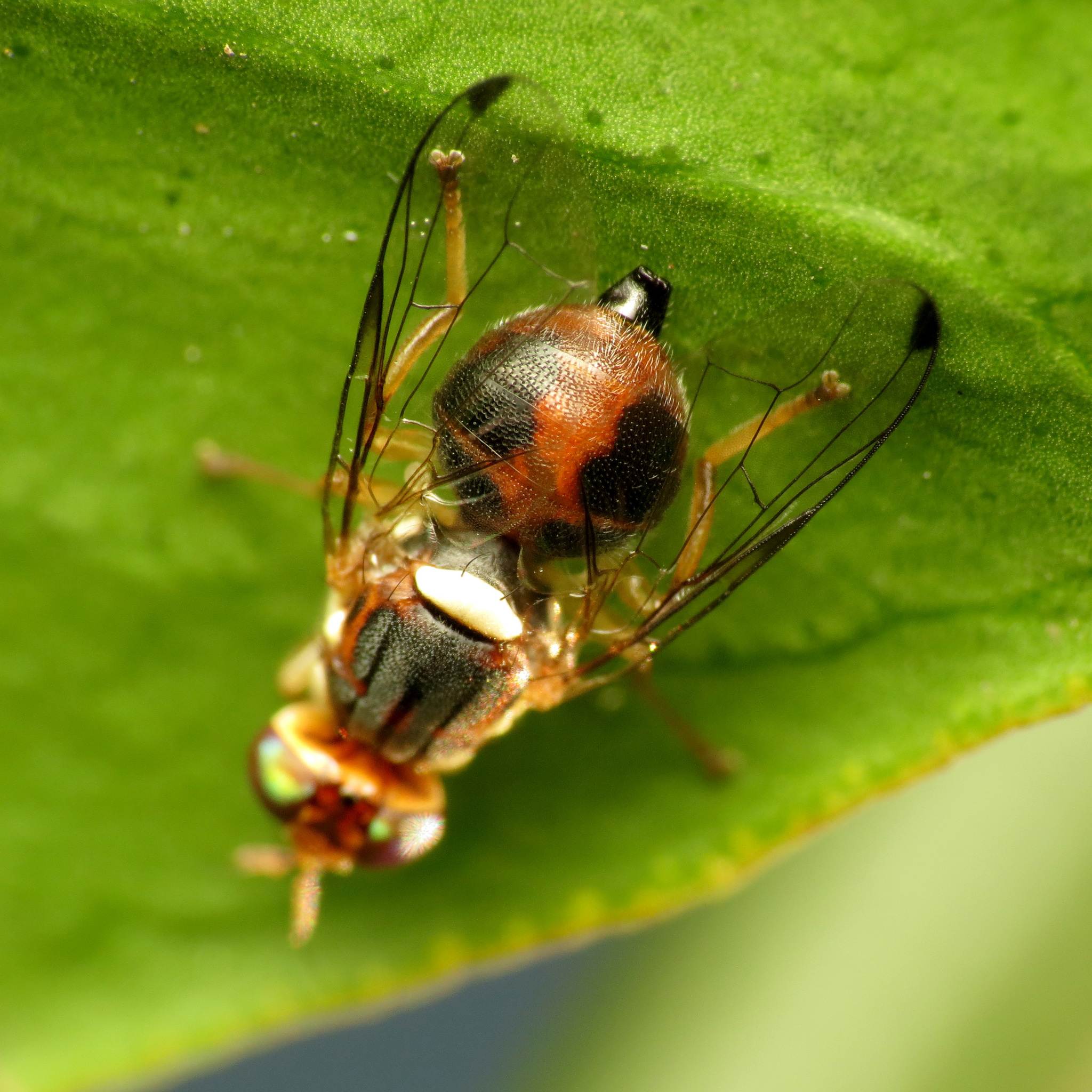 Bactrocera oleae