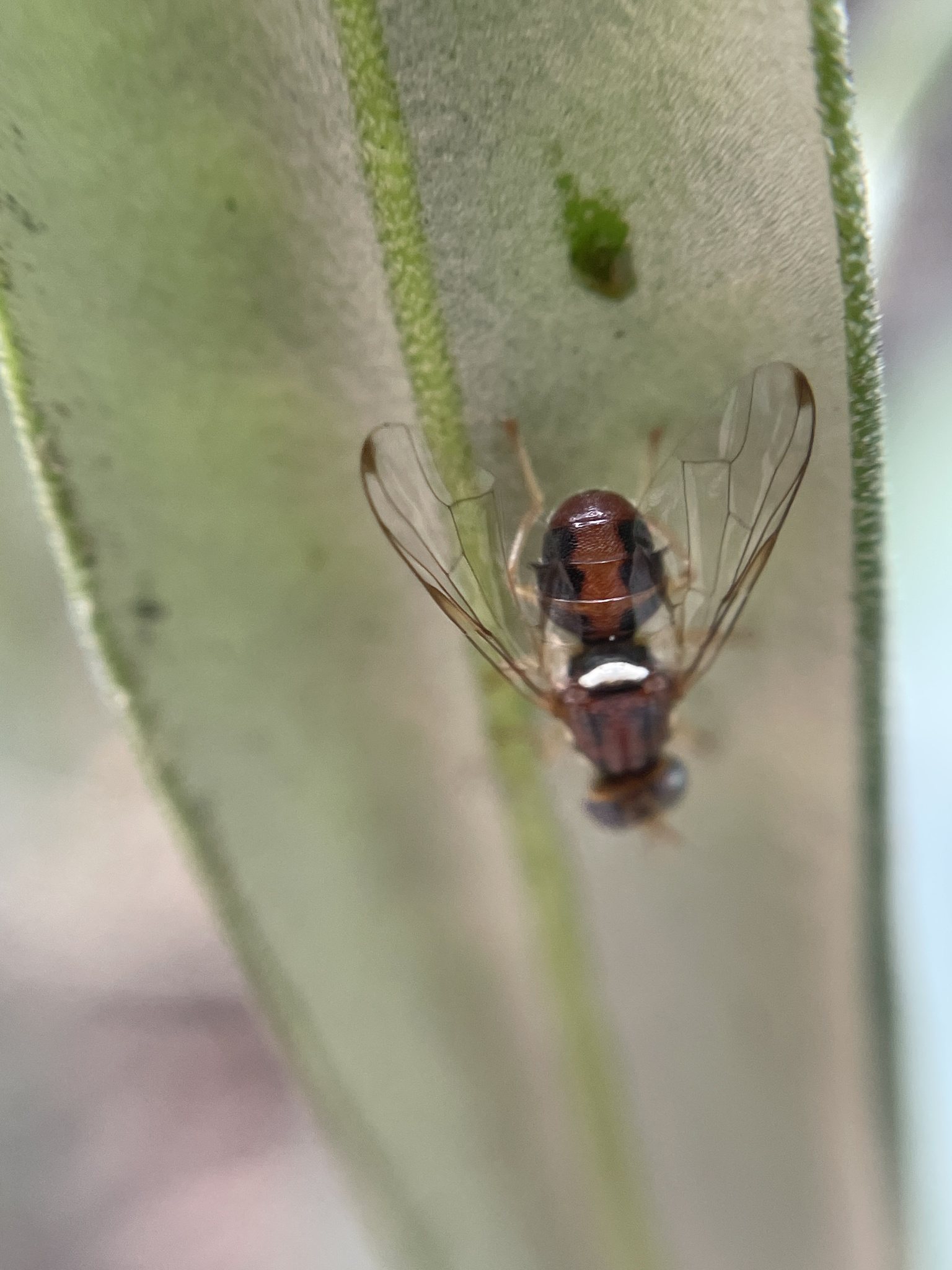 Bactrocera oleae