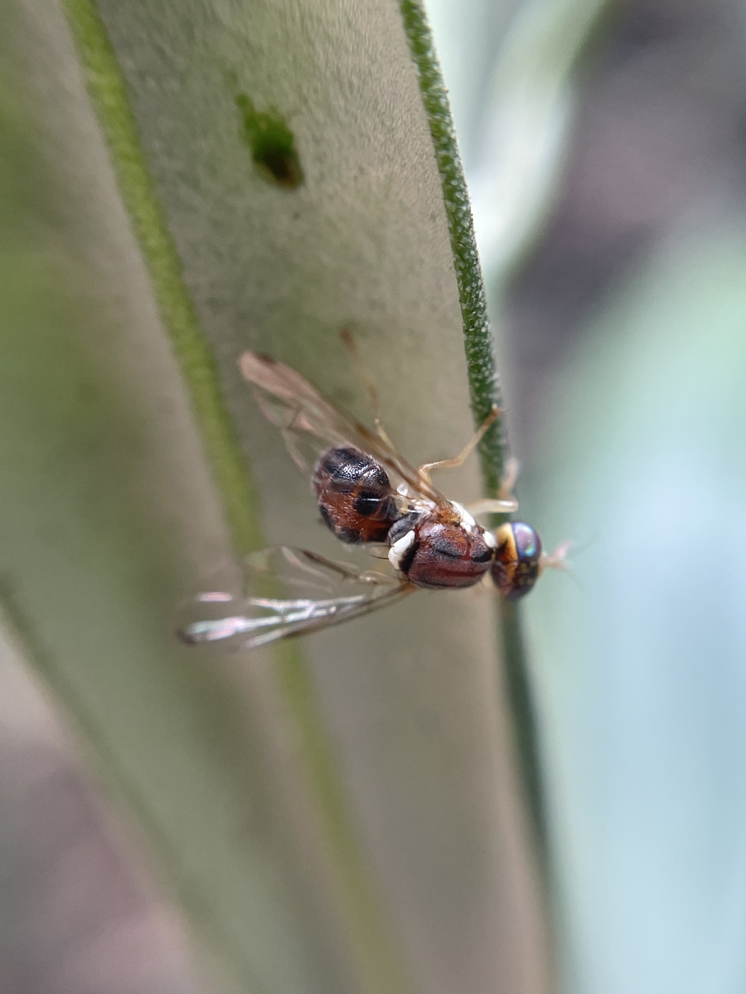 Bactrocera oleae