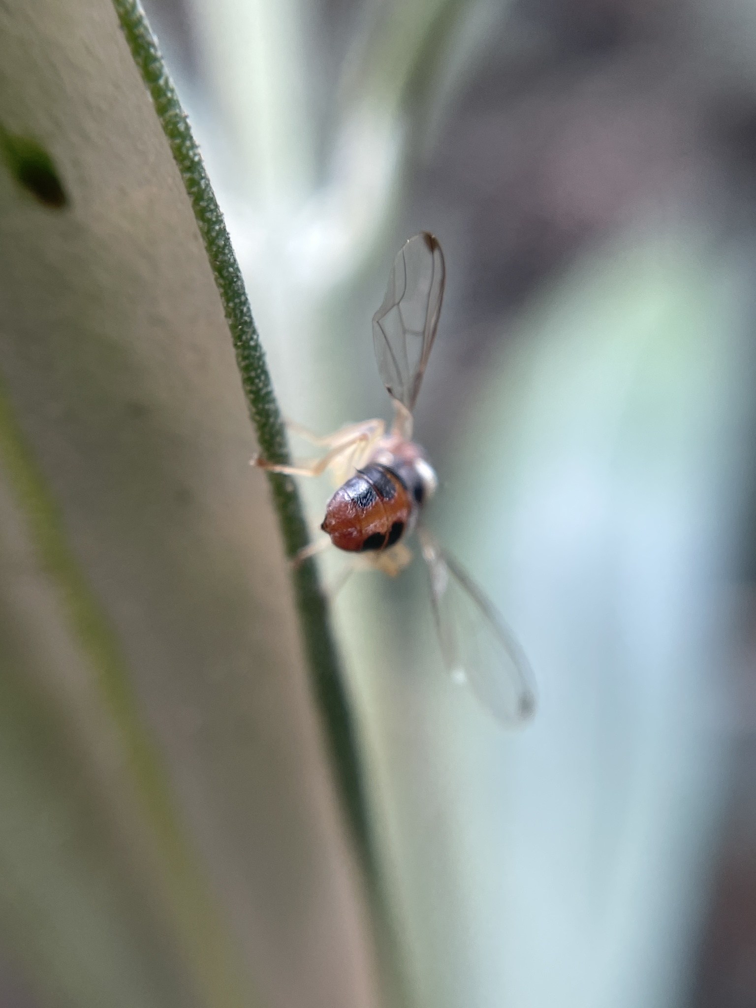 Bactrocera oleae