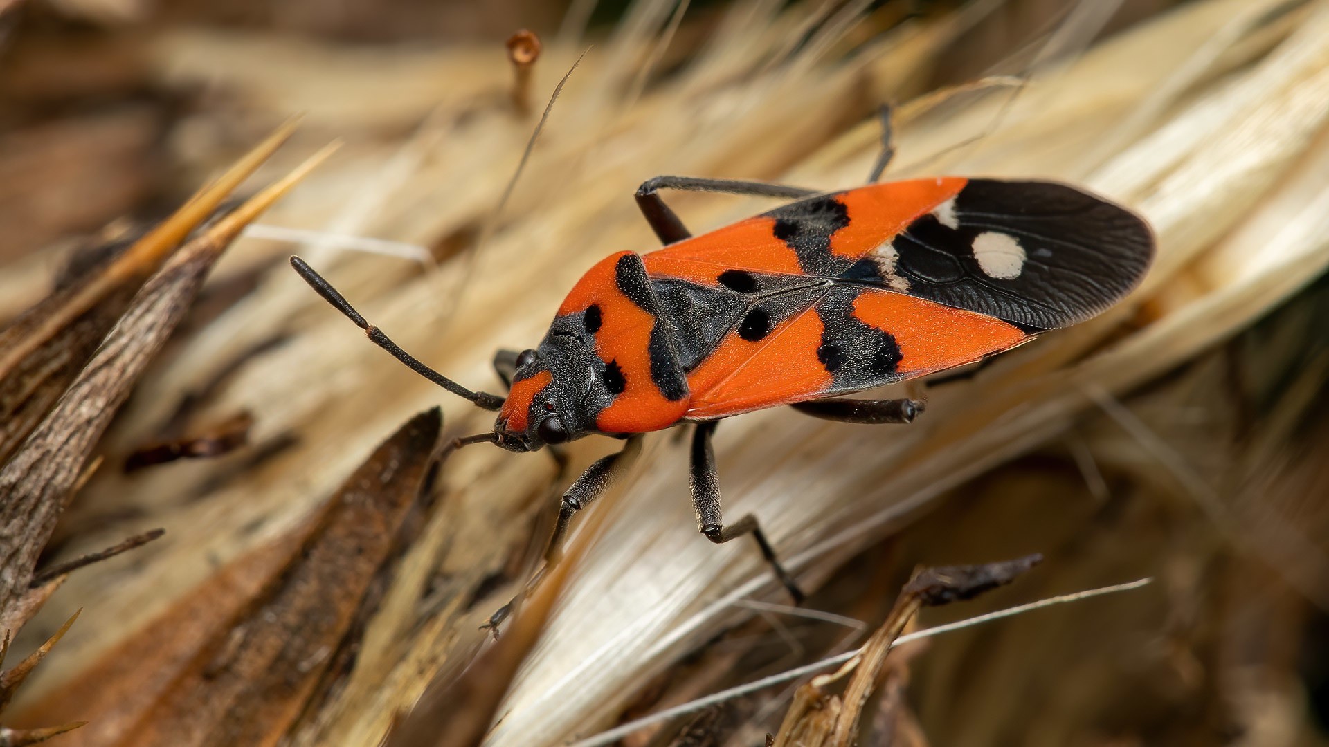 Lygaeus equestris