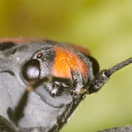Lygaeus equestris