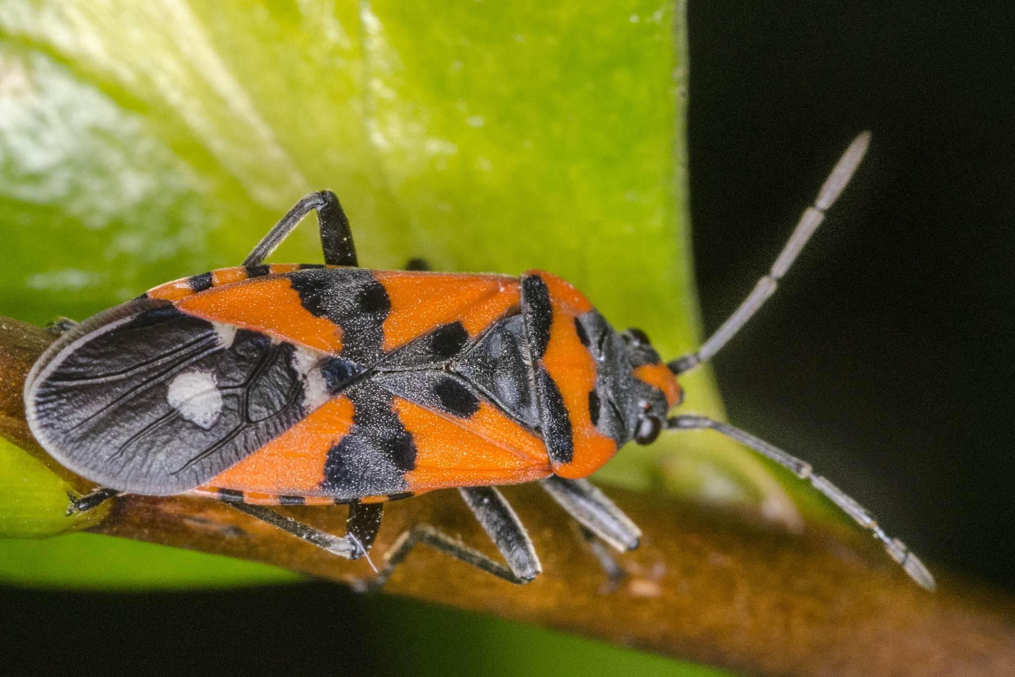 Lygaeus equestris