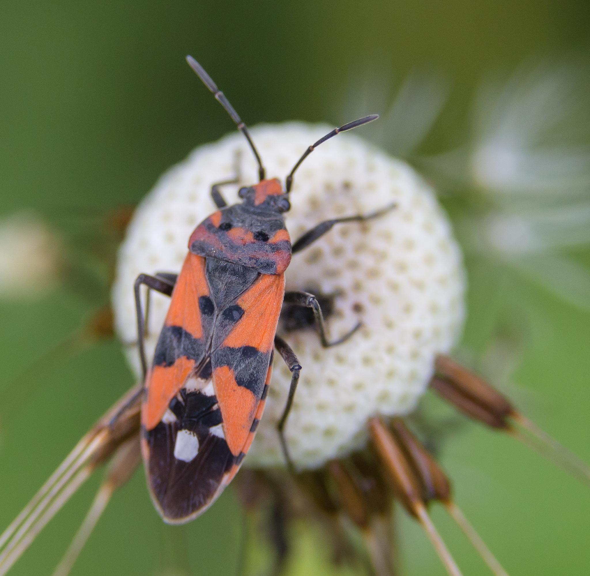 Lygaeus equestris