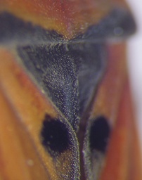 Lygaeus equestris