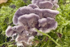 Chondrostereum purpureum