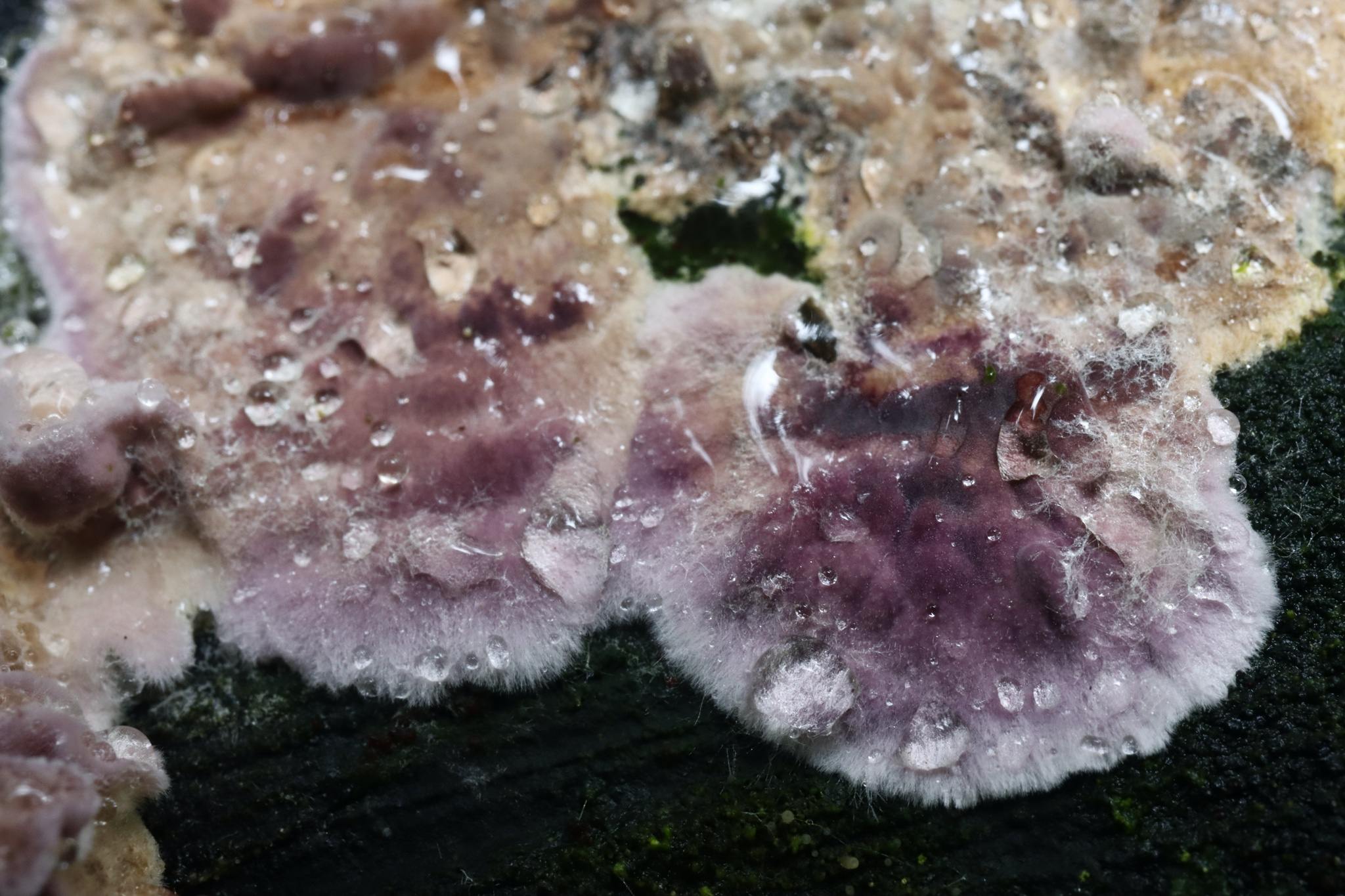 Chondrostereum purpureum