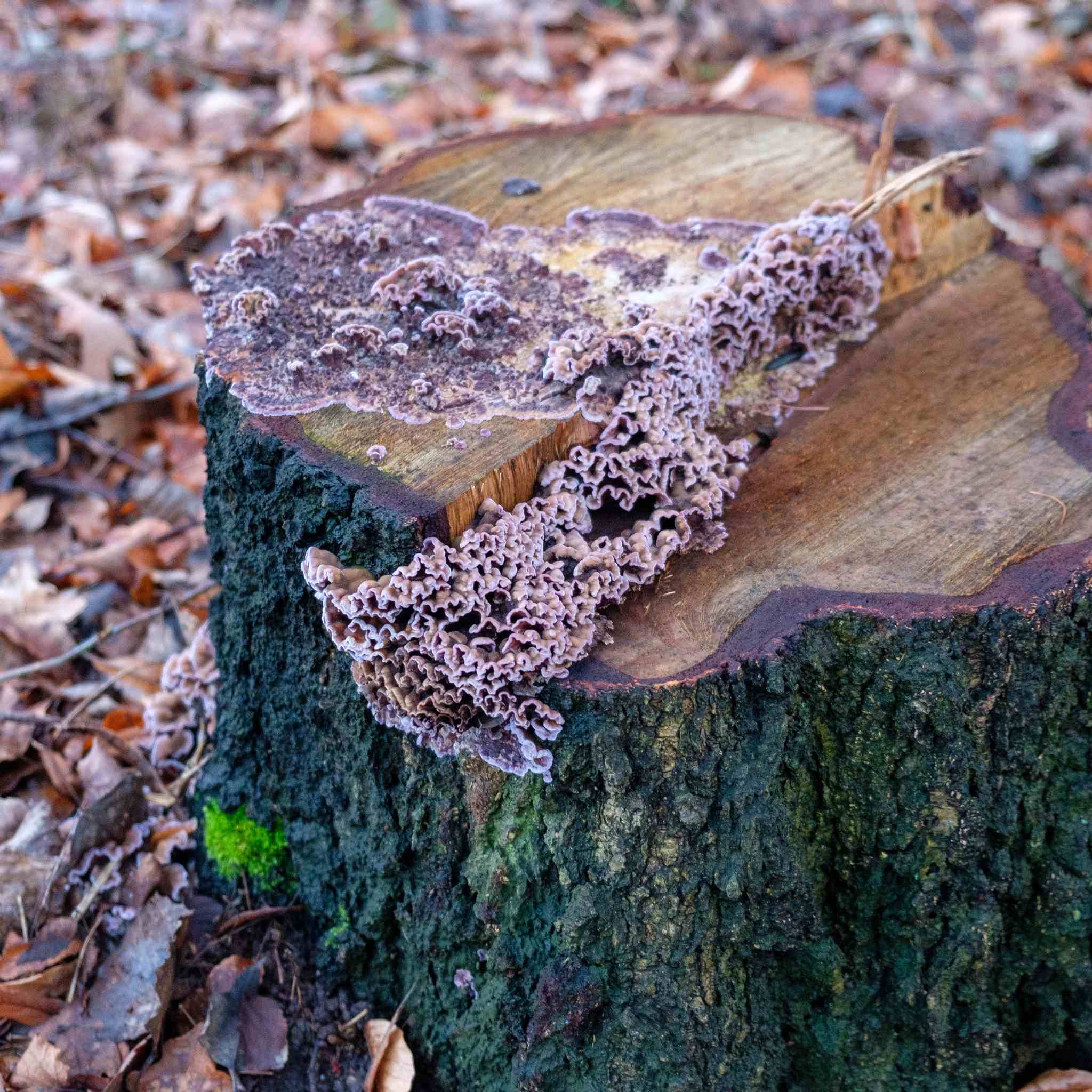 Chondrostereum purpureum
