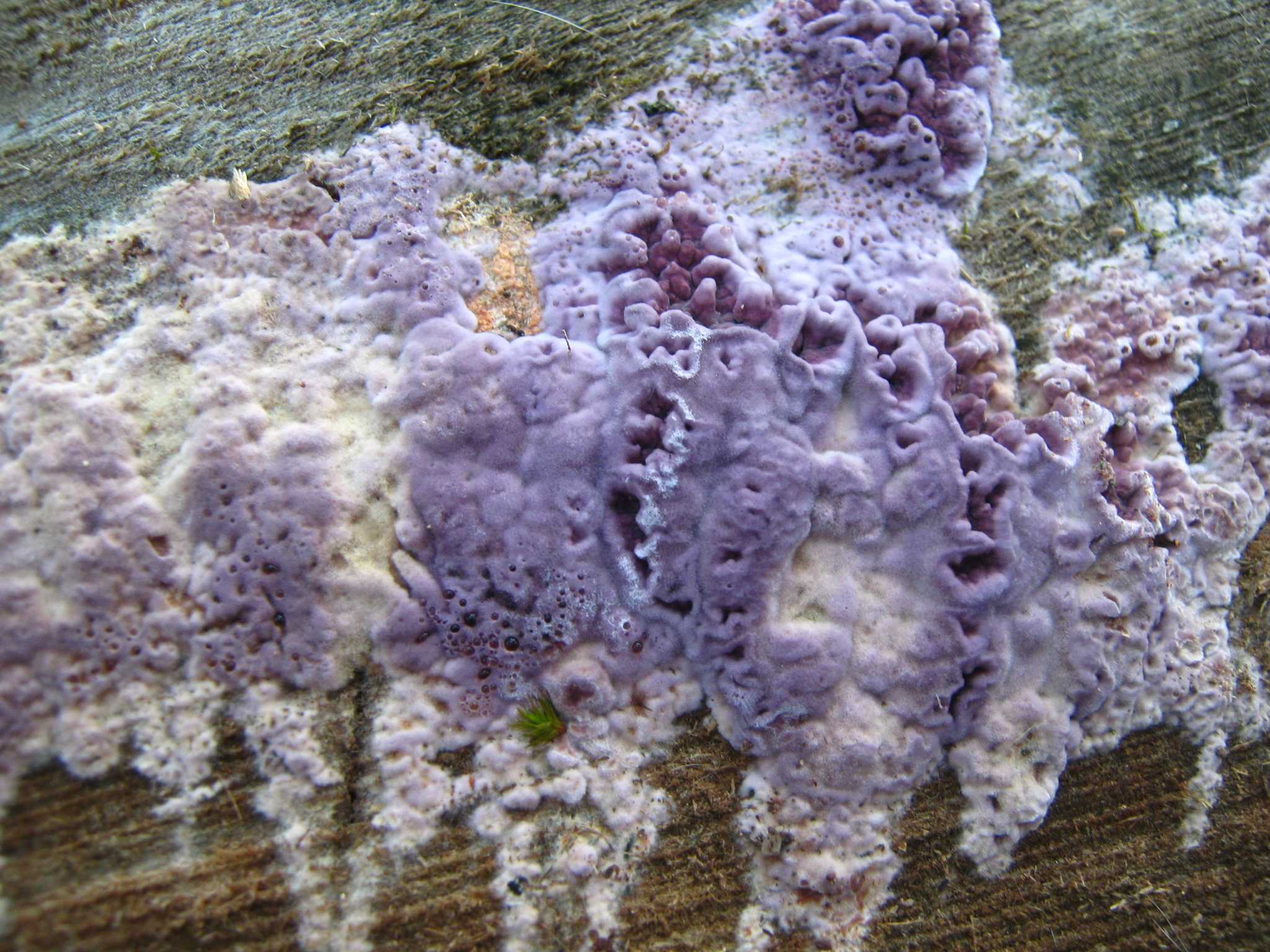 Chondrostereum purpureum
