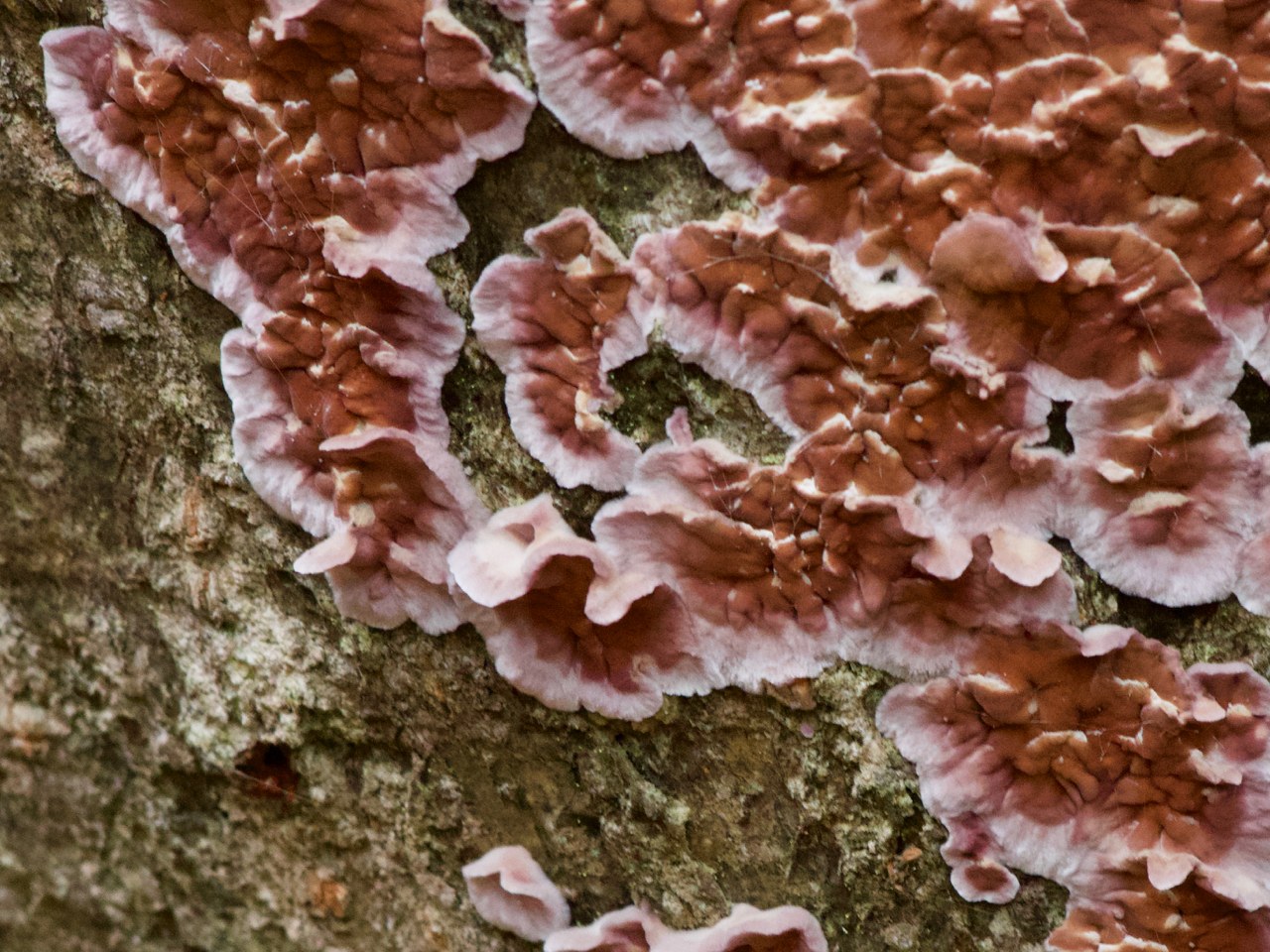 Chondrostereum purpureum