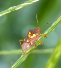 Oebalus insularis